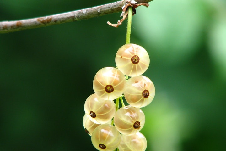 currant immature bush berry 54332