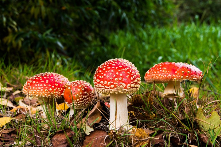 matryoshka red fly agaric mushroom mushrooms forest