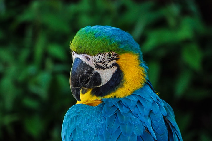 parrot colorful plumage portrait 57428