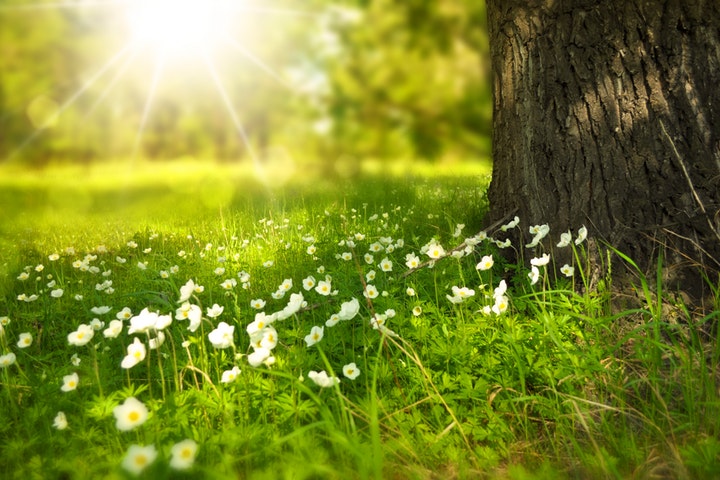 spring tree flowers meadow 60006