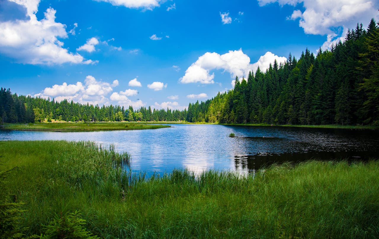 Beautiful landscape of a tranquil lake surrounded by dense green forest under a clear blue sky.